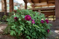 Георгиевский сад