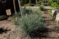 Георгиевский сад