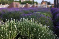 Время лаванды