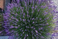 Время лаванды