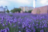 Время лаванды