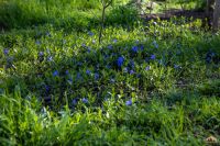 Весна в нашем саду