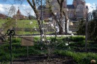 Весна в нашем саду