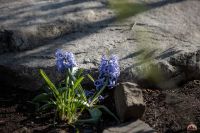 Весна в нашем саду