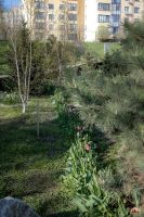 Весна в нашем саду