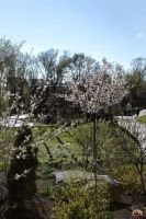 Весна в нашем саду