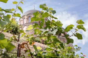 Первые плоды нового урожая - Богу!