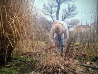 Са приходе стартовала сезонная обрезка древесно-кустарниковых растений