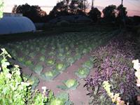 Паломническая поездка Паломническая поездка