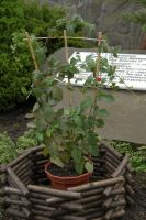 Престольный праздник храма святого Георгия Победоносца (2011г.)