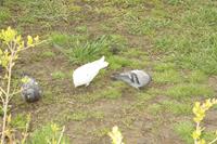 Вход Господень в Иерусалим Вход Господень в Иерусалим