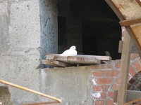 Строительство храма