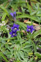 Огненные перевалы