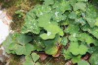 Социальный дом