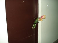 Сестричество Сестричество