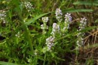 Пятидесятница Пятидесятница