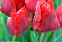 Крещение Господне