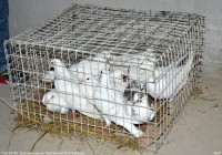 Благовещение Пресвятой Богородицы