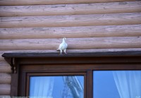 Благовещение Пресвятой Богородицы