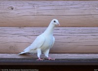Благовещение Пресвятой Богородицы