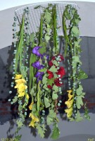 Мастерская флористики и дизайна