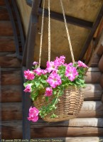 Мастерская флористики и дизайна