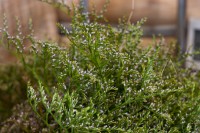 Мастерская флористики и дизайна