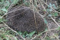 Военно-полевой выход воспитанников приходской воскресной школы в балку Джериганово