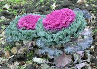 Божественную литургию в войсковом соборе Воскресения Христова