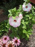 Цветение гибискусов