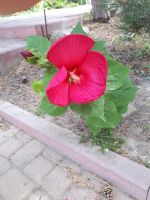 Цветение гибискусов