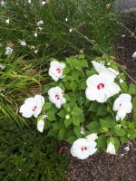 Цветение гибискусов