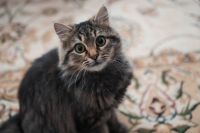 Приходское собрание