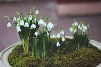 Подснежники