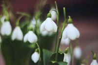 Подснежники