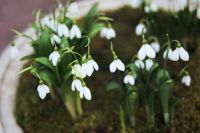 Подснежники