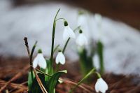 Подснежники