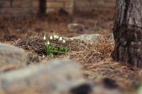 Подснежники