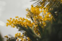 Мастер-класс «Весенняя композиция»