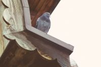 Литургия Преждеосвященных Даров