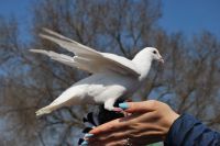 Общее говение воскресной школы