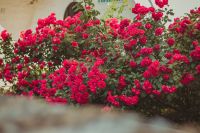 Божественная литургия в Воскресенском войсковом соборе