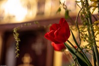 С праздником Входа Господня в Иерусалим, братья и сёстры!