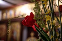 С праздником Входа Господня в Иерусалим, братья и сёстры!