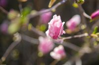 С праздником Входа Господня в Иерусалим, братья и сёстры!