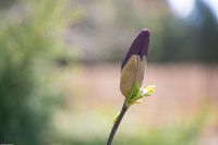 С праздником Входа Господня в Иерусалим, братья и сёстры!