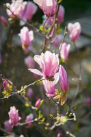 С праздником Входа Господня в Иерусалим, братья и сёстры!