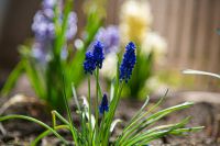 С праздником Входа Господня в Иерусалим, братья и сёстры!