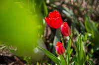 С праздником Входа Господня в Иерусалим, братья и сёстры!