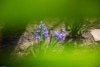 С праздником Входа Господня в Иерусалим, братья и сёстры!